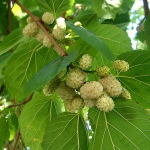 Gelso bianco è una pianta vigorosa con portamento espanso di alta produttività | Vivailazzaro.it
