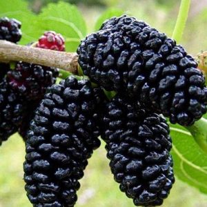 Gelso nero è un albero vigoroso di elevata produttività con frutti medio piccoli | Vivailazzaro.it