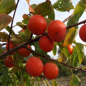 Caco tipo è un albero di vigoria media elevata ed abbastanza produttivo | Vivailazzaro.it