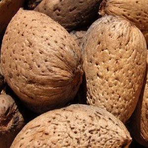Mandorlo guscio duro è un albero vigoroso a portamento espanso di elevata produttività | Vivailazzaro.it