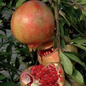 Melagrana - Punica Granatum