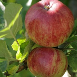 Melo Decio è una cultivar molto antica e diffusa soprattutto nella pianura padana | Vivailazzaro.it