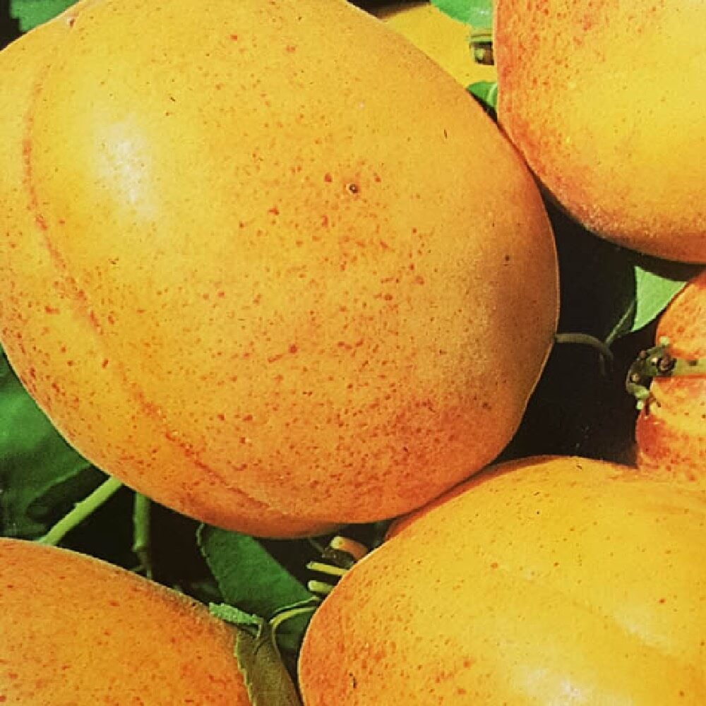 L’Albicocco Bulida è un albero che produce frutti grossi di forma sferica | Vivailazzaro.it