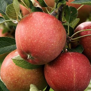 Melo Fuji produce frutti dalla polpa leggermente acidula | Vivailazzaro.it
