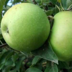 Melo Granny Smith è un albero la cui entrata in produzione è abbastanza rapida | Vivailazzaro.it