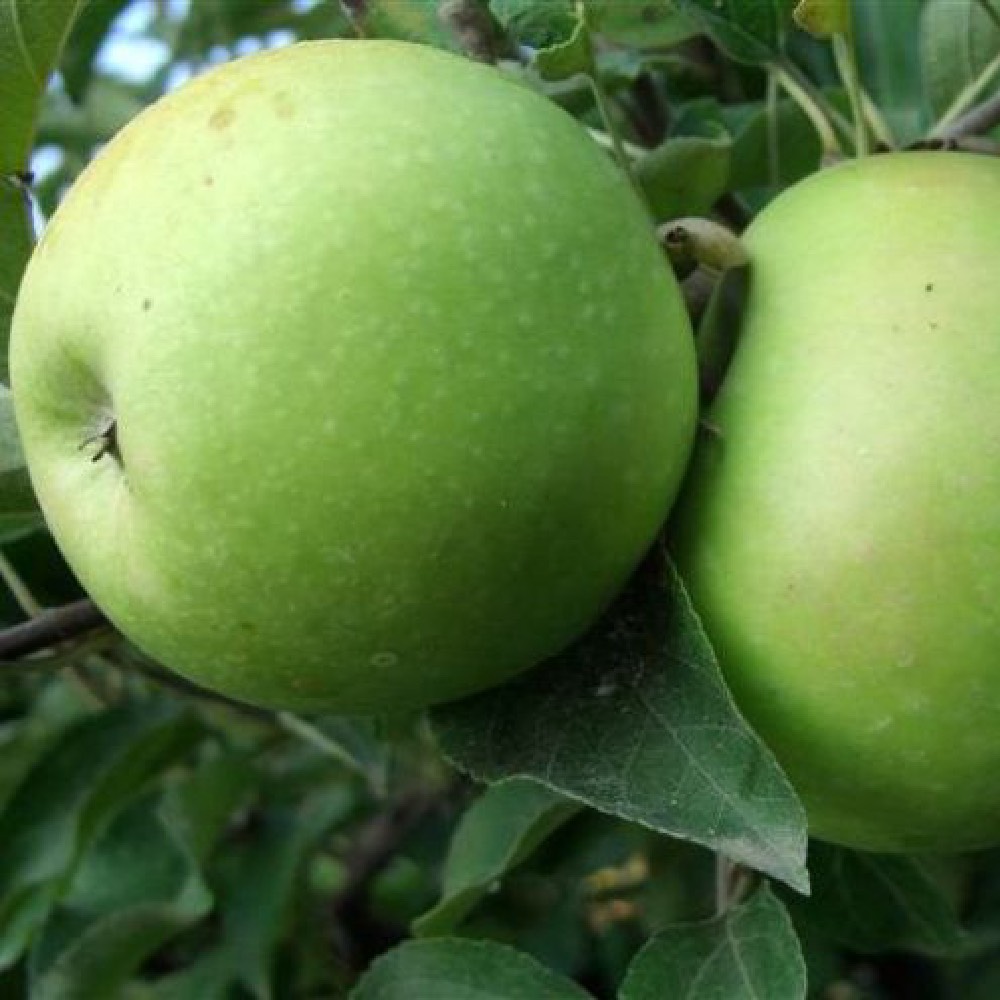 Melo Granny Smith è un albero la cui entrata in produzione è abbastanza rapida | Vivailazzaro.it