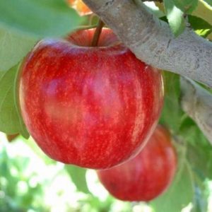 Melo Imperatore produce frutti ai pezzatura notevole, di forma sferoidale | Vivailazzaro.it