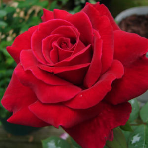 La rosa Mister Lincoln produce un fiore rosso scuro vellutato bellissimo dal profumo delizioso | Vivailazzaro.it