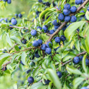 Fruit shrubs