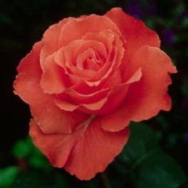 Rosa Duca di Windsor grandiflora rifiorente. Pianta a cespuglio con fiori grandi | Vivailazzaro.it