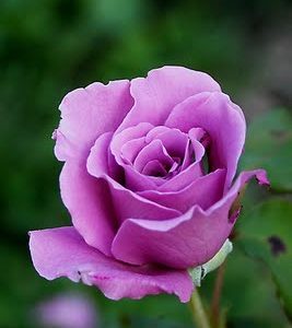 Rosa grandiflora rifiorente Eminence intensamente profumata | Vivailazzaro.it