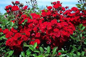 Rosaio in miniatura Scarlet dai fiori rosso acceso brillante | Vivailazzaro.it