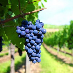 Grape vine