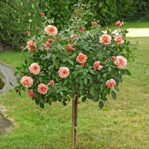 Rose ad alberello - Umbrella rosebushes