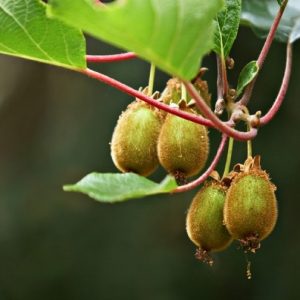 Kiwi - Actinidia Chinensis