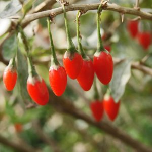 Lycium Barbarum Goji