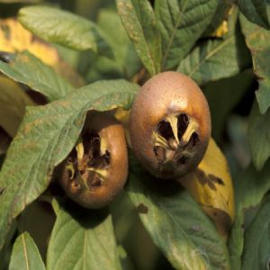 Nespolo - Mespilus germanica
