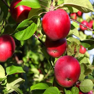 Melo - Malus communis