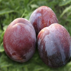 Susino - Prunus domestica o Salicina