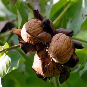 Noce - Juglans
