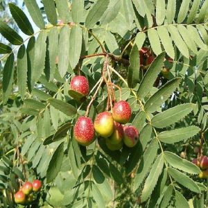 Sorbo - Sorbus domestica