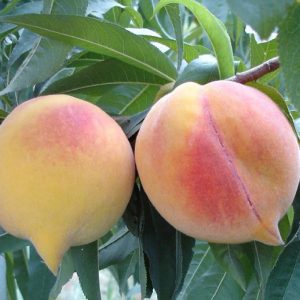 Percoco - Prunus persica batsch